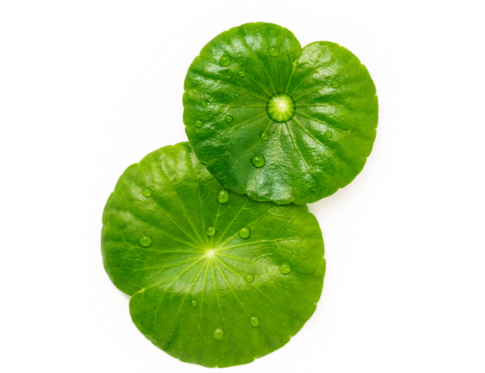 ツボクサエキス